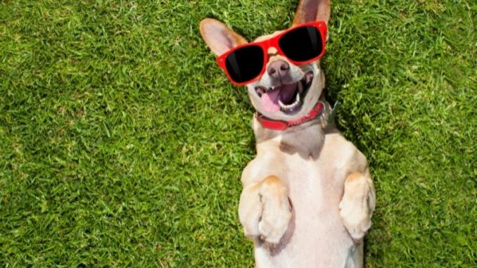 Aktive Hunde leben anders – so werden sie glücklich Aktive Hunde leben anders – so werden sie glücklich
