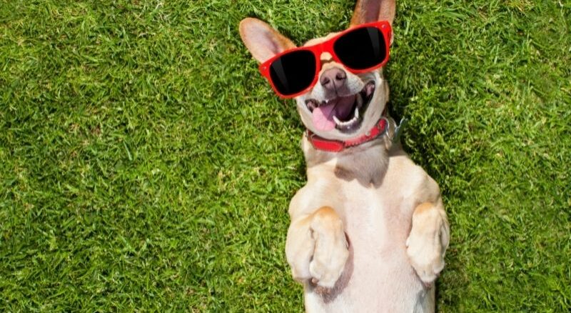 Aktive Hunde leben anders – so werden sie glücklich