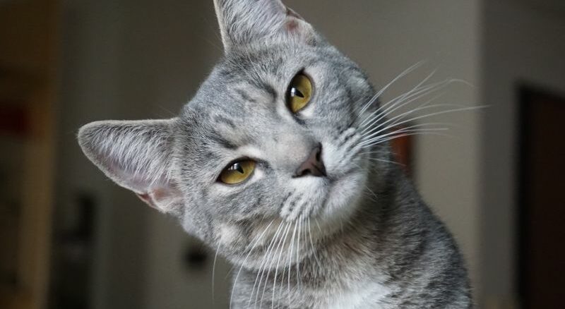 Neues CBD Öl für Katzen – Helfer für den Alltag