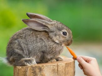 Kaninchen als Haustier