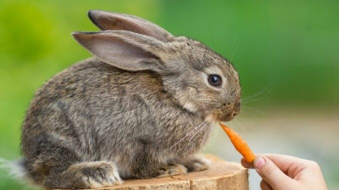 Kaninchen als Haustier