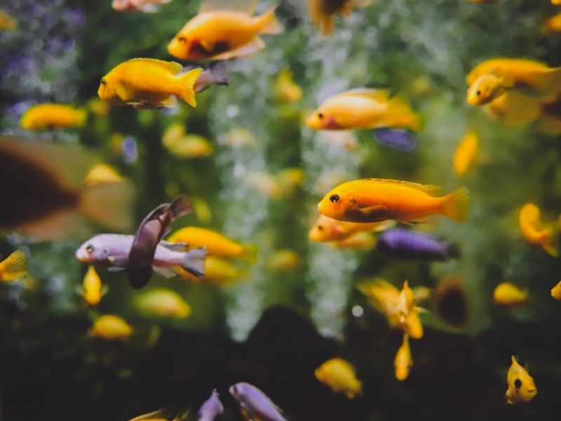 Besatzdichte im Aquarium berechnen