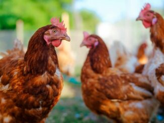 Hühner halten: Was müssen Anfänger beachten?