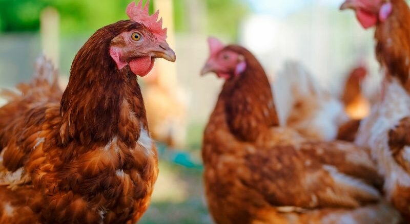 Hühner halten: Was müssen Anfänger beachten?