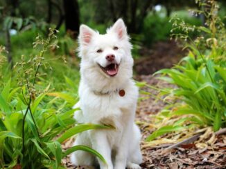 10 Gründe für die Anschaffung eines GPS-Trackers für Ihren Hund