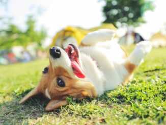 Hundegesundheit - Zecken und gesunde Verdauung beim Hund