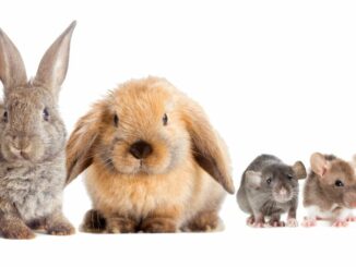 Futter Ratgeber für Kaninchen und Nager - was fressen diese Tiere?