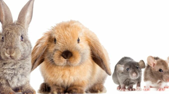 Futter Ratgeber für Kaninchen und Nager - was fressen diese Tiere?