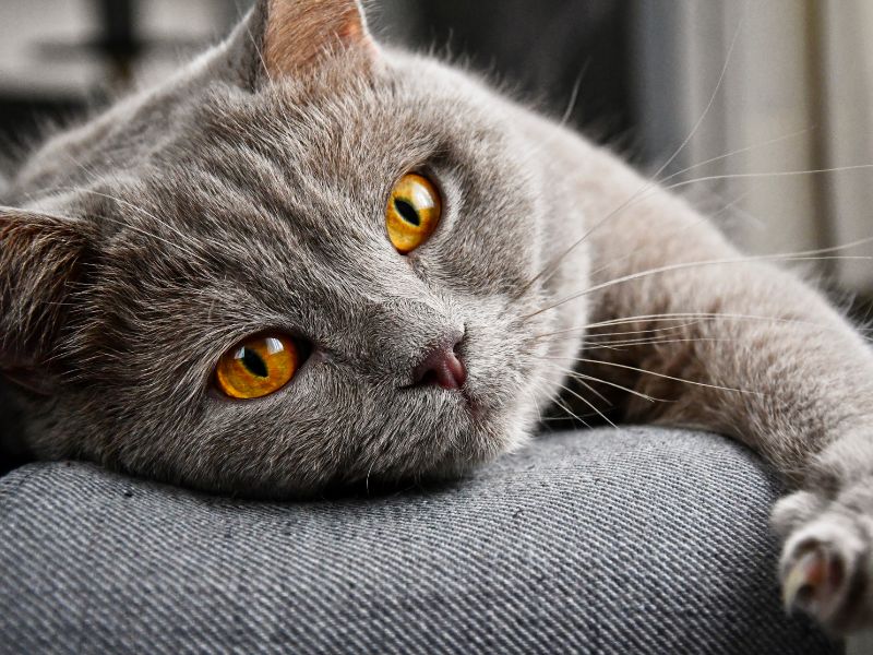 Das wohl beste Spielzeug für Katzen - deine Katze wird es lieben