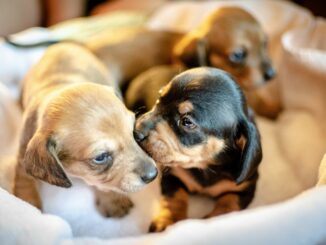 Tiere online finden und kaufen: Das gilt es zu beachten