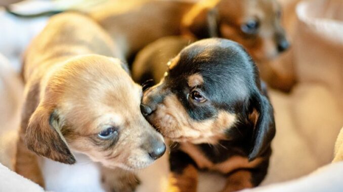 Tiere online finden und kaufen: Das gilt es zu beachten
