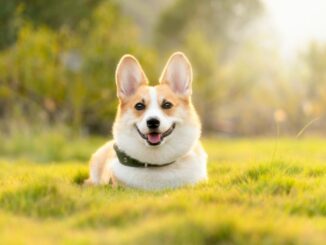 Zecken bei Hunden: Erkennen - entfernen und alles was man über Gefahren durch Zecken und Zeckenschutz wissen sollte