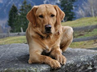 Wandern mit dem Hund - eines der schönsten Aktivitäten