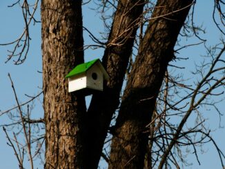 Vogelhaus für den Winter - das sollte man beachten beim Vogelfutterhaus