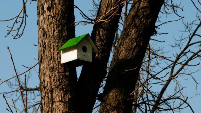 Vogelhaus für den Winter - das sollte man beachten beim Vogelfutterhaus Vogelhaus für den Winter - das sollte man beachten beim Vogelfutterhaus