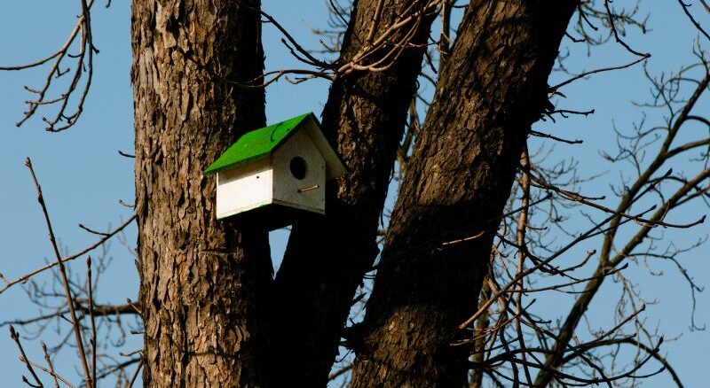 Vogelhaus für den Winter - das sollte man beachten beim Vogelfutterhaus