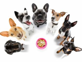 Nahrungsergänzungsmittel für Hunde - sinnvoll oder Geldverschwendung?