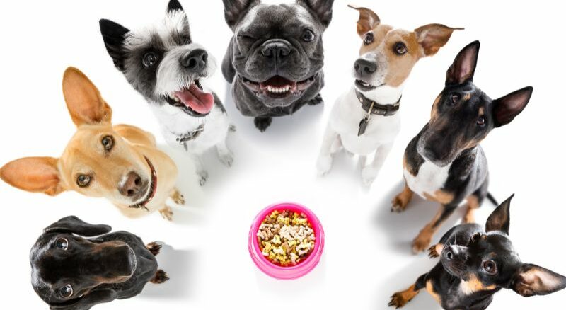 Nahrungsergänzungsmittel für Hunde - sinnvoll oder Geldverschwendung?