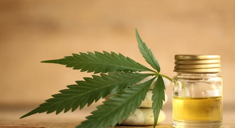 CBD bei Tieren