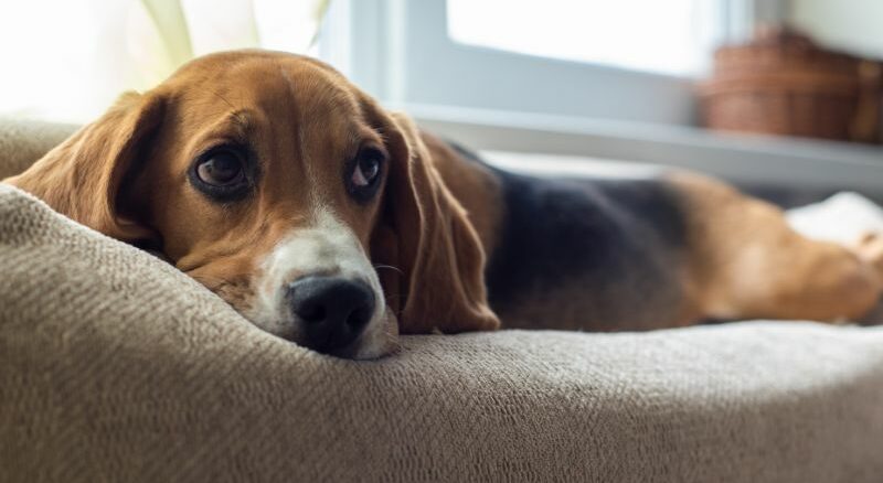 Ein geeignetes Hundesofa für Deinen Vierbeiner