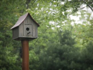 Vogelhaus aufstellen - das ist wichtig!