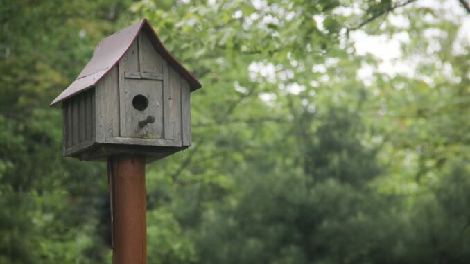 Vogelhaus aufstellen - das ist wichtig!