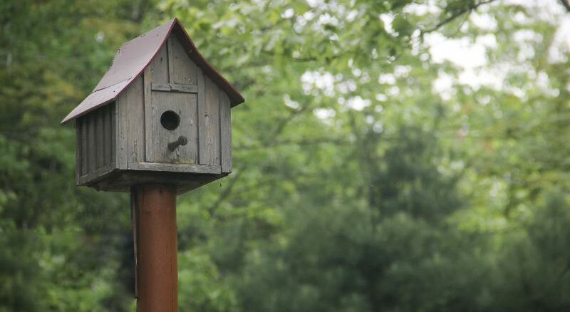 Vogelhaus aufstellen - das ist wichtig!