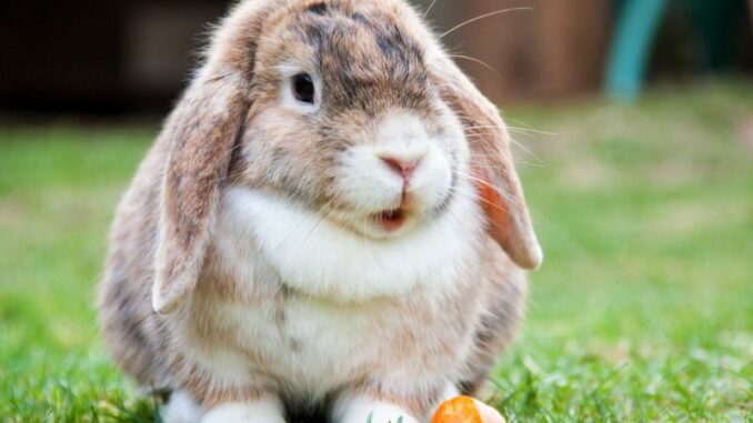 Die richtigen Leckerlies für Kaninchen