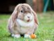 Die richtigen Leckerlies für Kaninchen