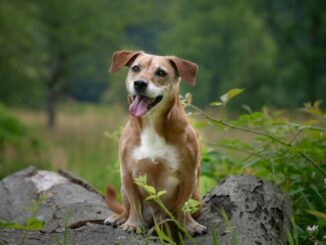 Wenn der Hund in die Jahre kommt - diese Dinge sollte man beherzigen