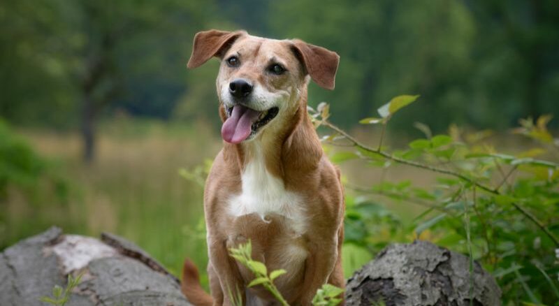 Wenn der Hund in die Jahre kommt - diese Dinge sollte man beherzigen