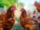Hühner halten: Das sollten Anfänger wissen