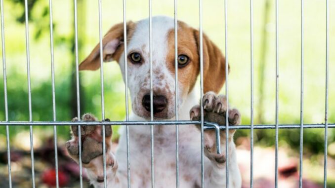 Darauf sollten Sie bei einem Hundezaun für den Garten achten