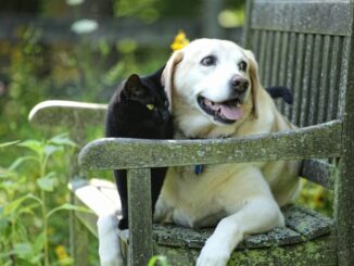 Hund und Katze gemeinsam im Garten