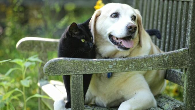 Hund und Katze gemeinsam im Garten