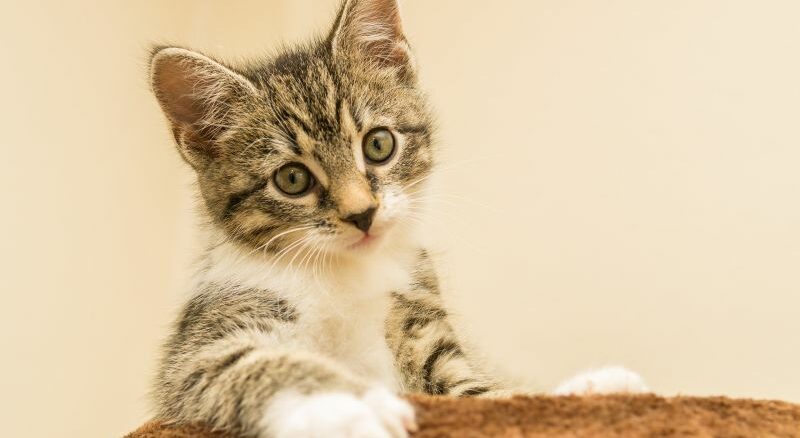Die beliebtesten Hauskatzenrassen für Familien