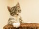 Die beliebtesten Hauskatzenrassen für Familien