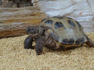 Ratgeber und Wissenswertes über Schildkröten