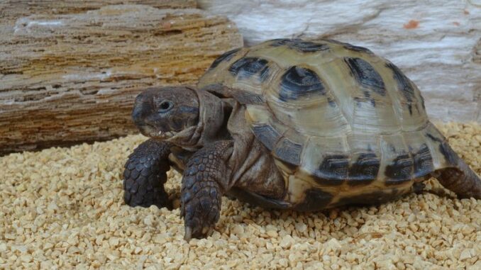 Ratgeber und Wissenswertes über Schildkröten