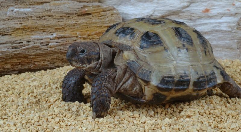 Ratgeber und Wissenswertes über Schildkröten