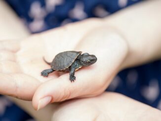arum die Umgebung für Hausschildkröten entscheidend ist