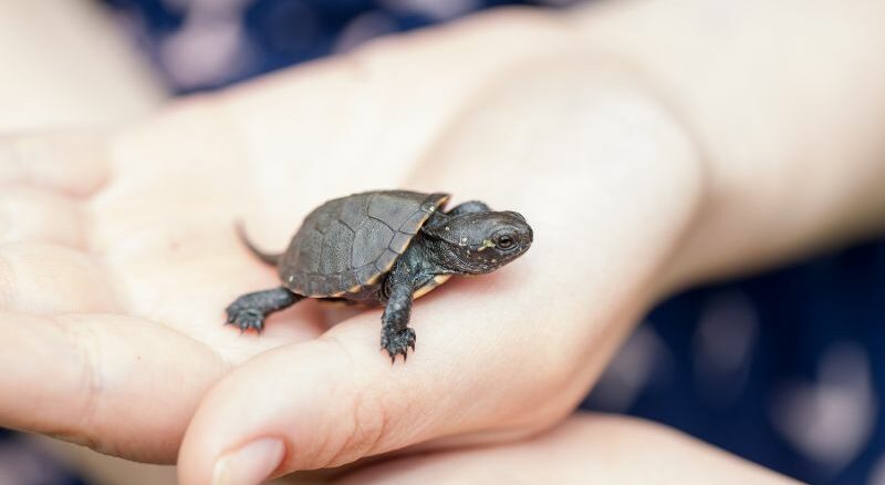 arum die Umgebung für Hausschildkröten entscheidend ist