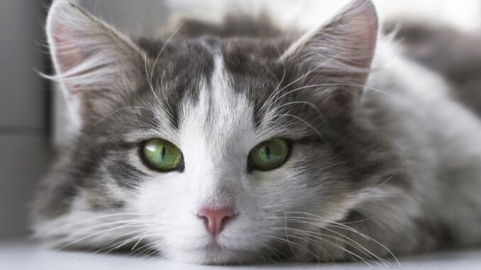 Katzenfutter: Eine umfassende Einführung in die Ernährung Ihrer Katze