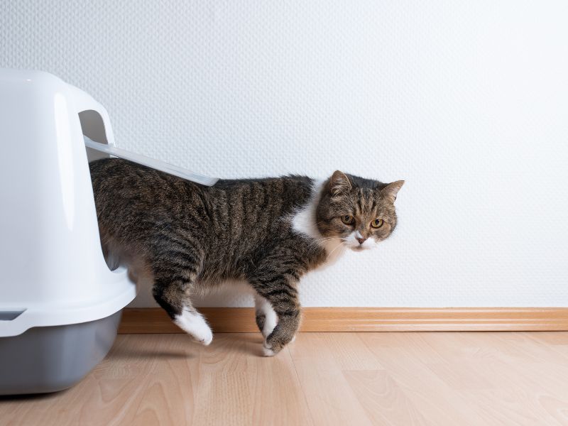 Katzenklo reinigen - für Schwangere nur mit Handschuhen