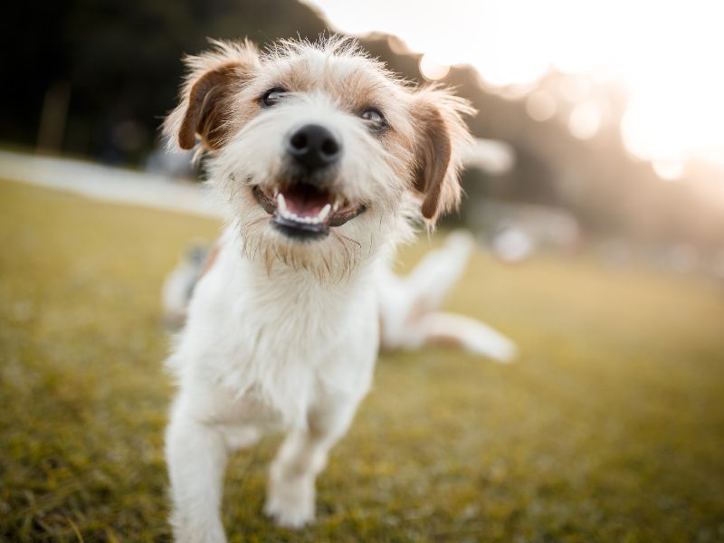 Welcher Hund passt zu mir? 10 praktische Tipps