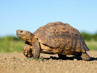 Betreuungsstationen an Belastungsgrenze: S.O.S. für Schlangen und Schildkröten