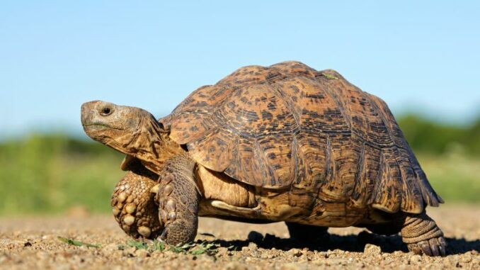 Betreuungsstationen an Belastungsgrenze: S.O.S. für Schlangen und Schildkröten