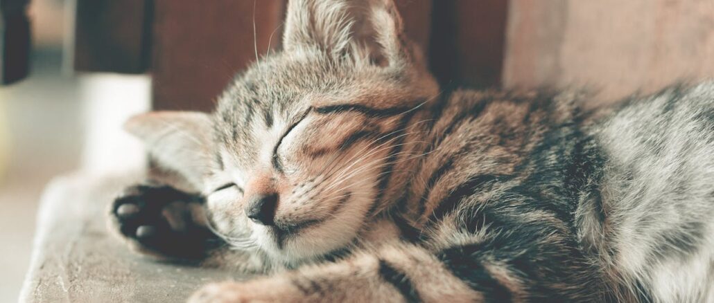 Die Faszination von Katzenbabys