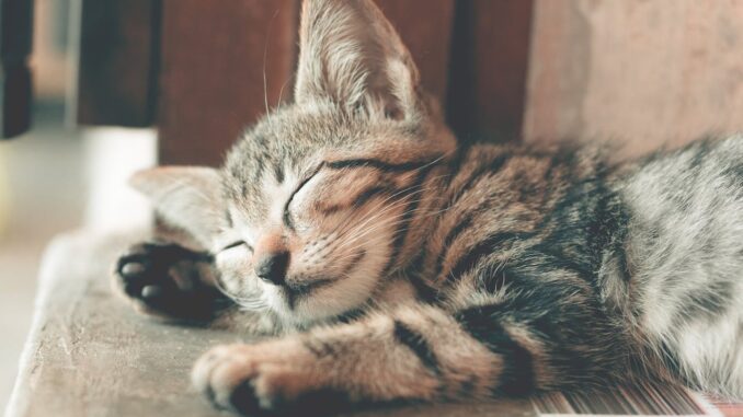 Die Faszination von Katzenbabys