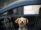 Mit dem Hund im Auto unterwegs – Das sollte man wissen und beachten
